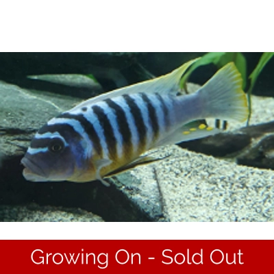 F1 Metriaclima Fainzilberi Cape Kaiser, 4-5cm